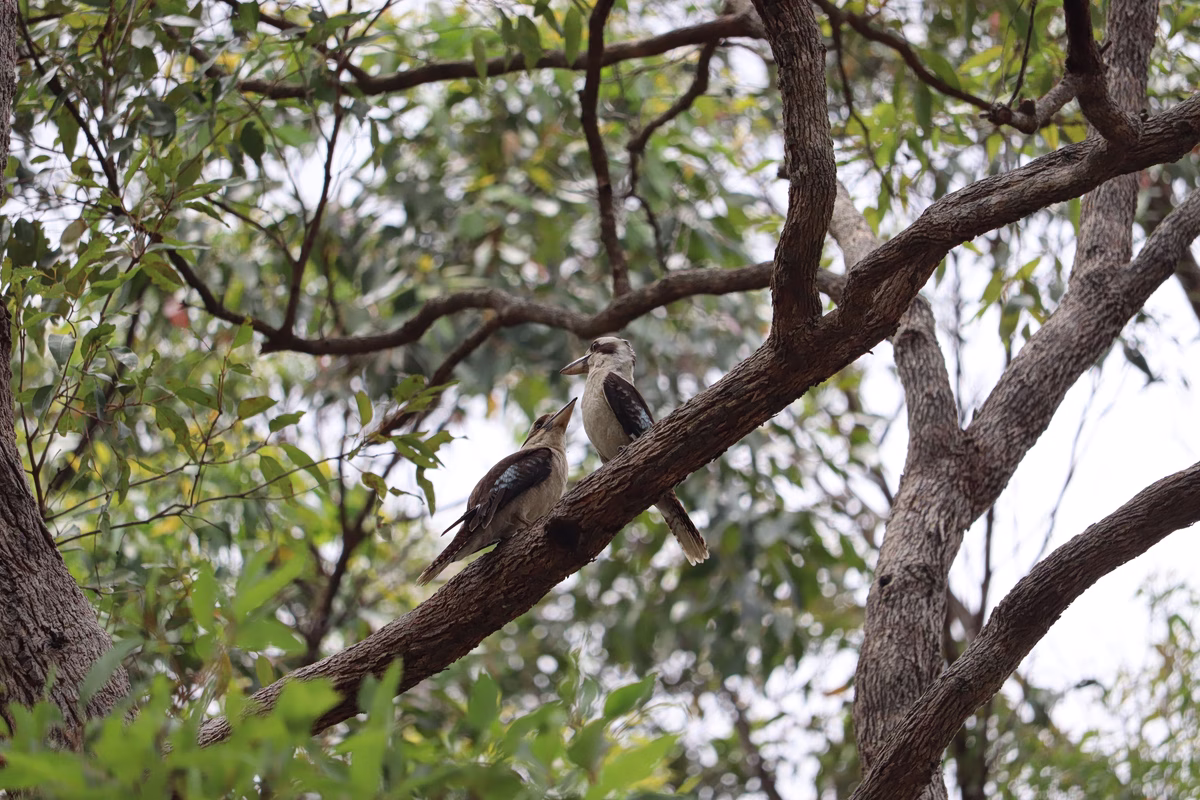 L'Australie Déploie une Campagne de Vaccination Contre la Grippe Aviaire H5