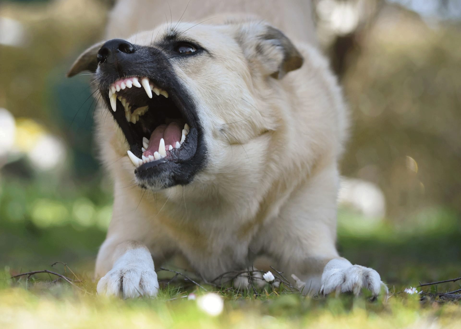 Comprendre les Signaux Avertisseurs Canins Avant une Morsure