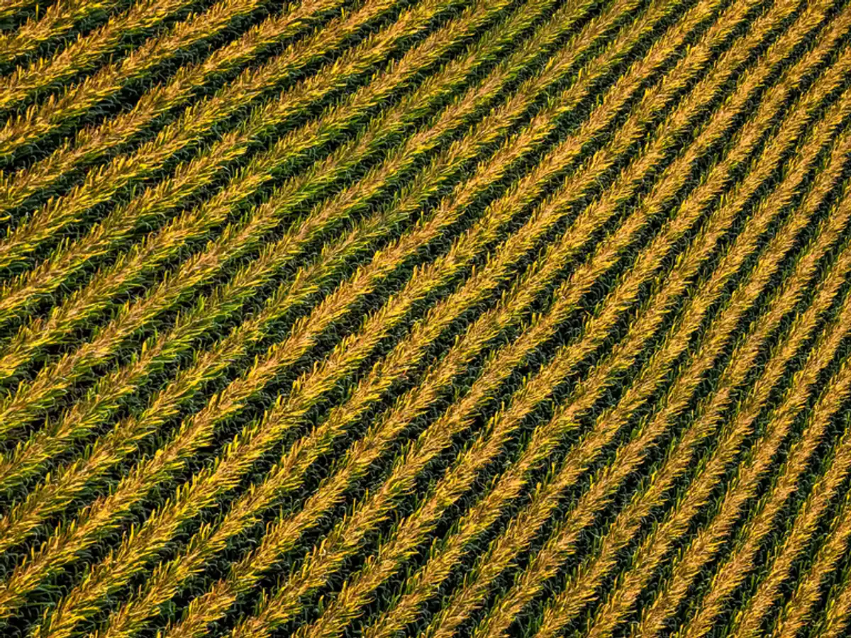 L'enregistrement des propriétés commence par les terrains agricoles