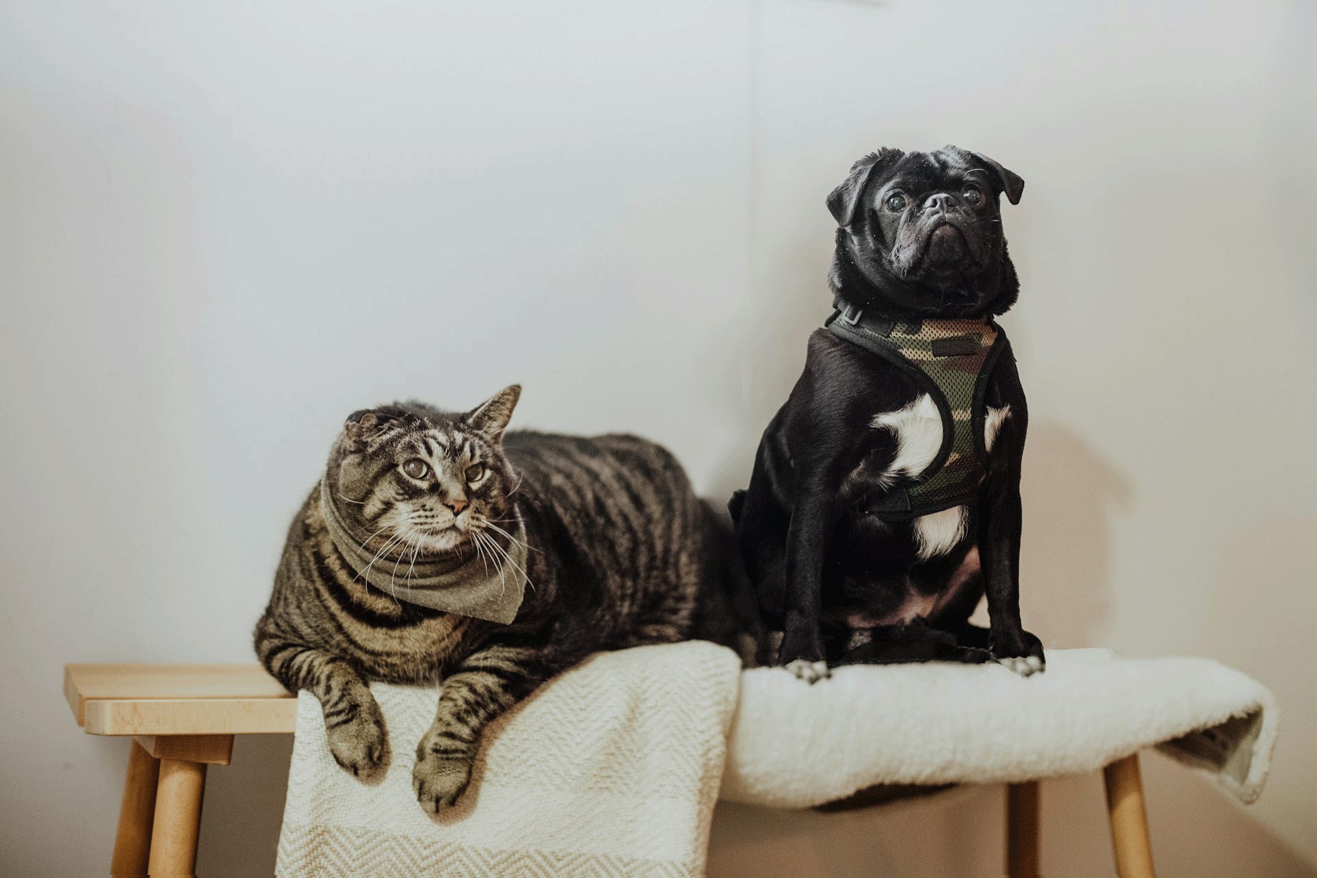 Gérer l'anxiété des animaux de compagnie : préparation aux visites vétérinaires et aux voyages