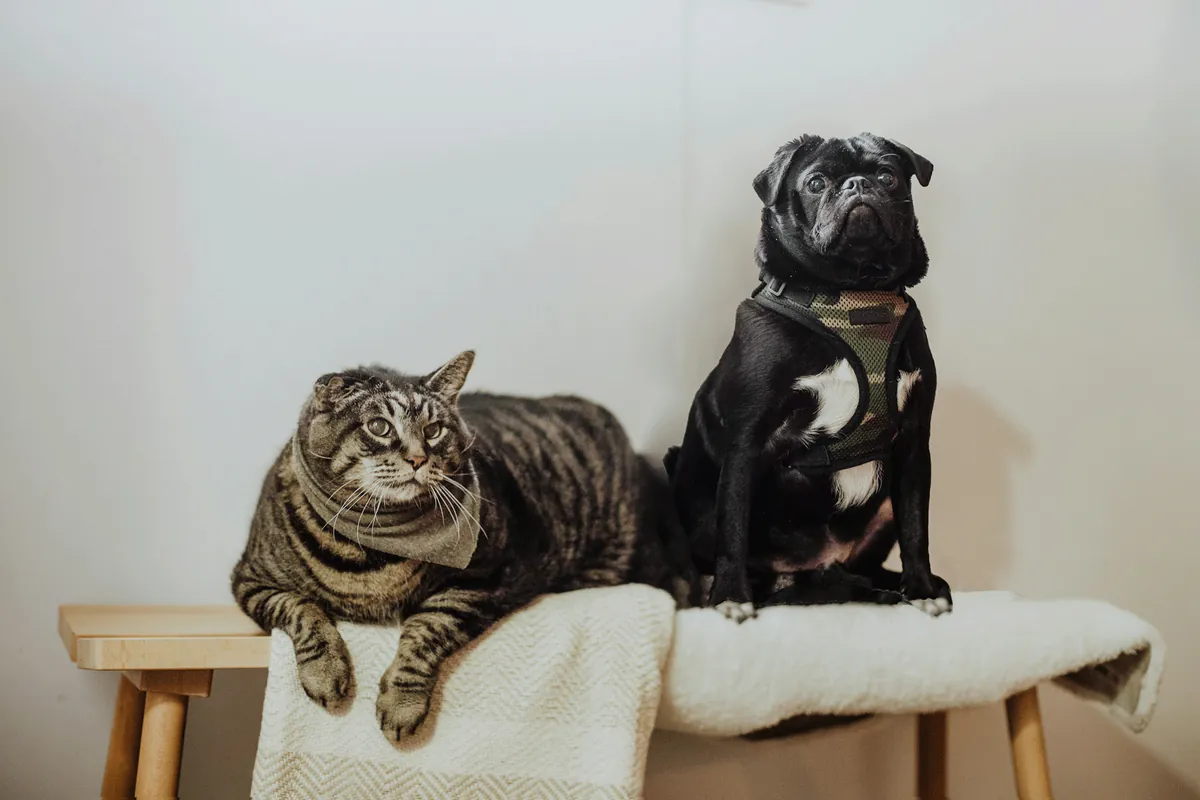 Gérer l'anxiété des animaux de compagnie : préparation aux visites vétérinaires et aux voyages