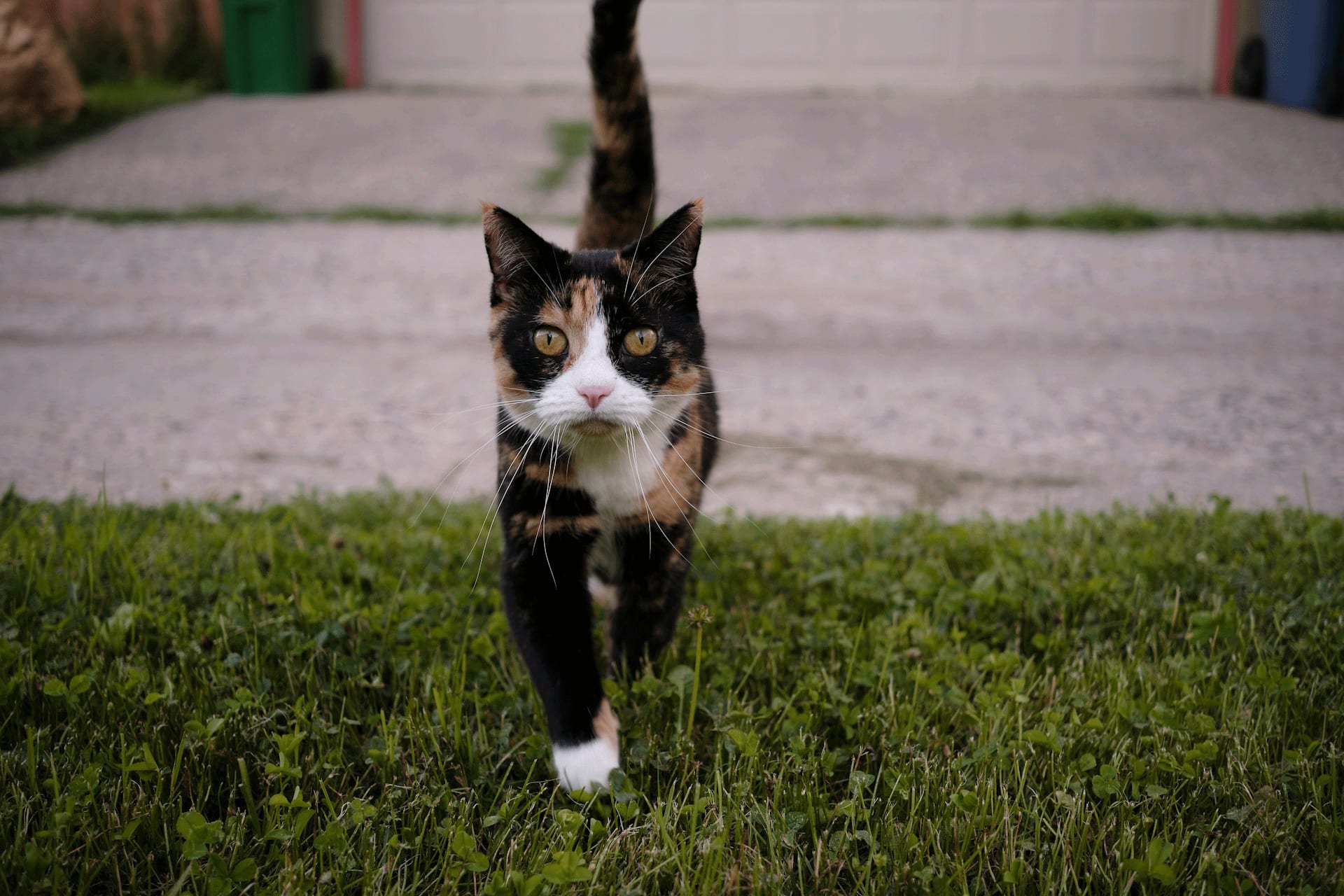 Herbe à chat et cataire : guide complet pour les propriétaires de félins