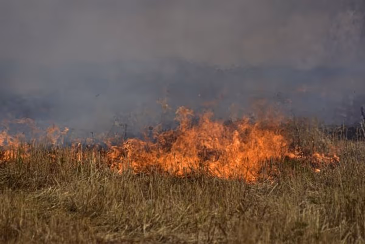 Incendie aux Tourkovounia à Psychiko : forte mobilisation des pompiers