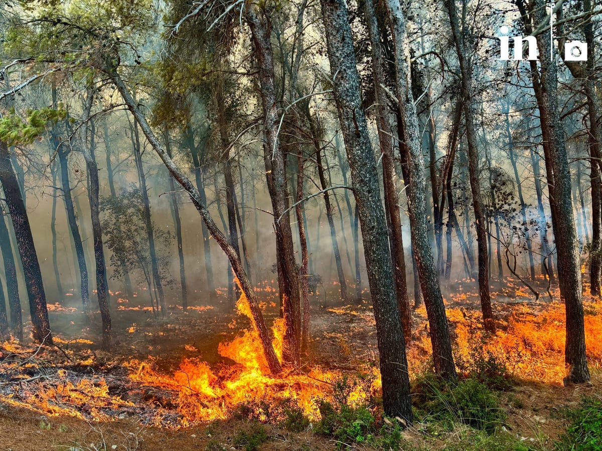 Incendies: Crise en Attique et Béotie, évacuation de sept zones supplémentaires