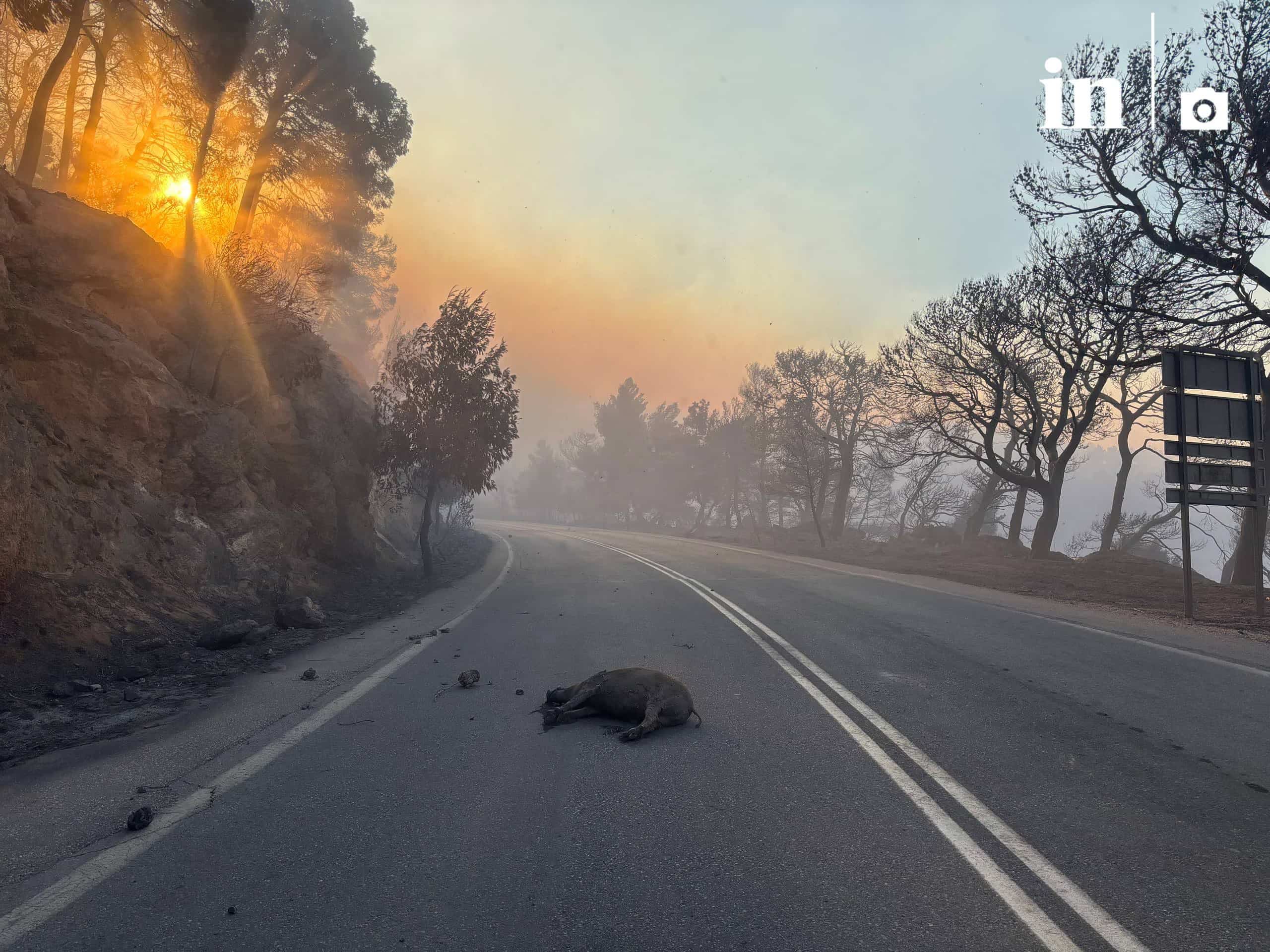 Incendies en Grèce : Porto Germeno sous les flammes, évacuations en Béotie