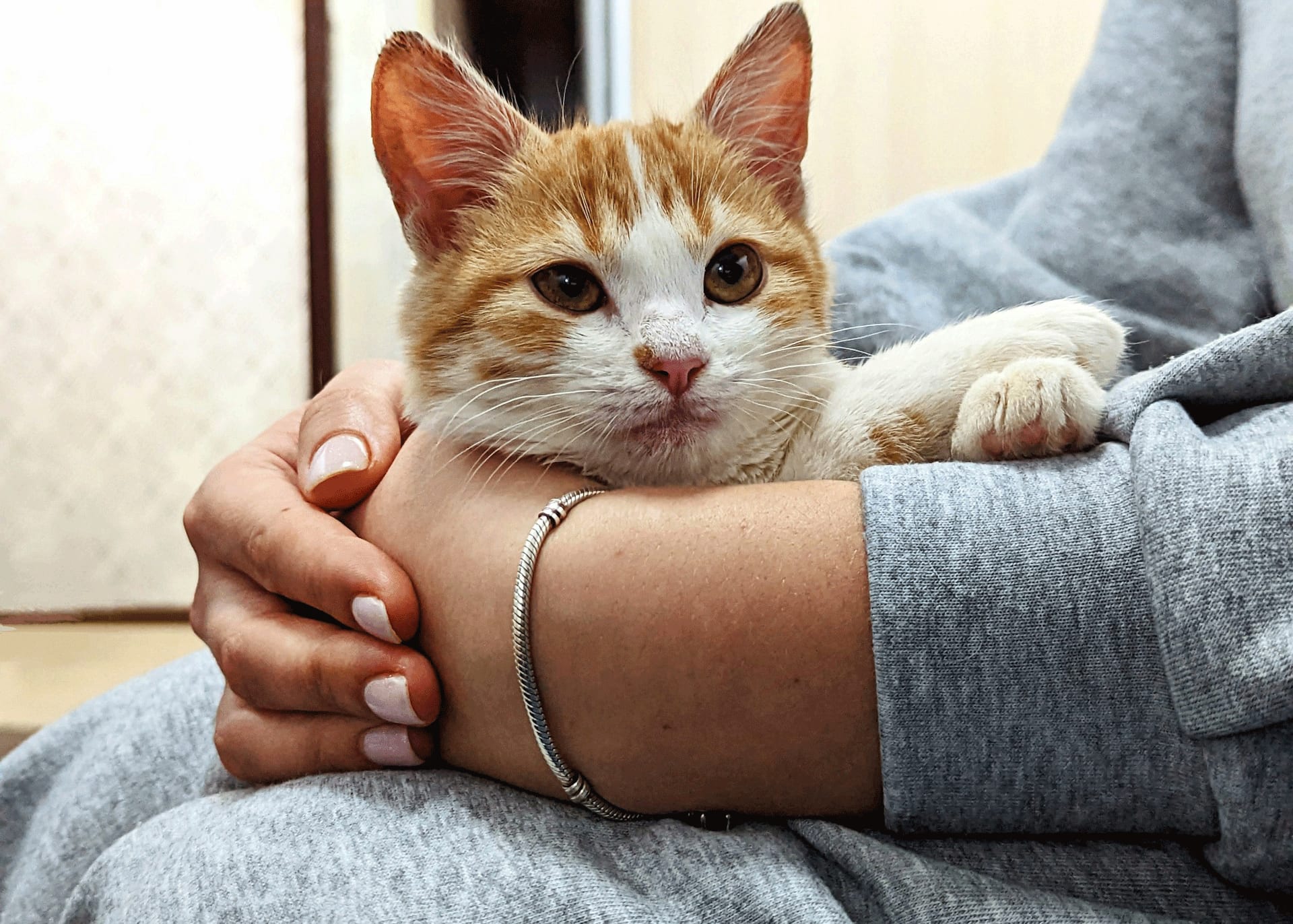 La Journée Mondiale du Chat : Comprendre nos Compagnons Félins