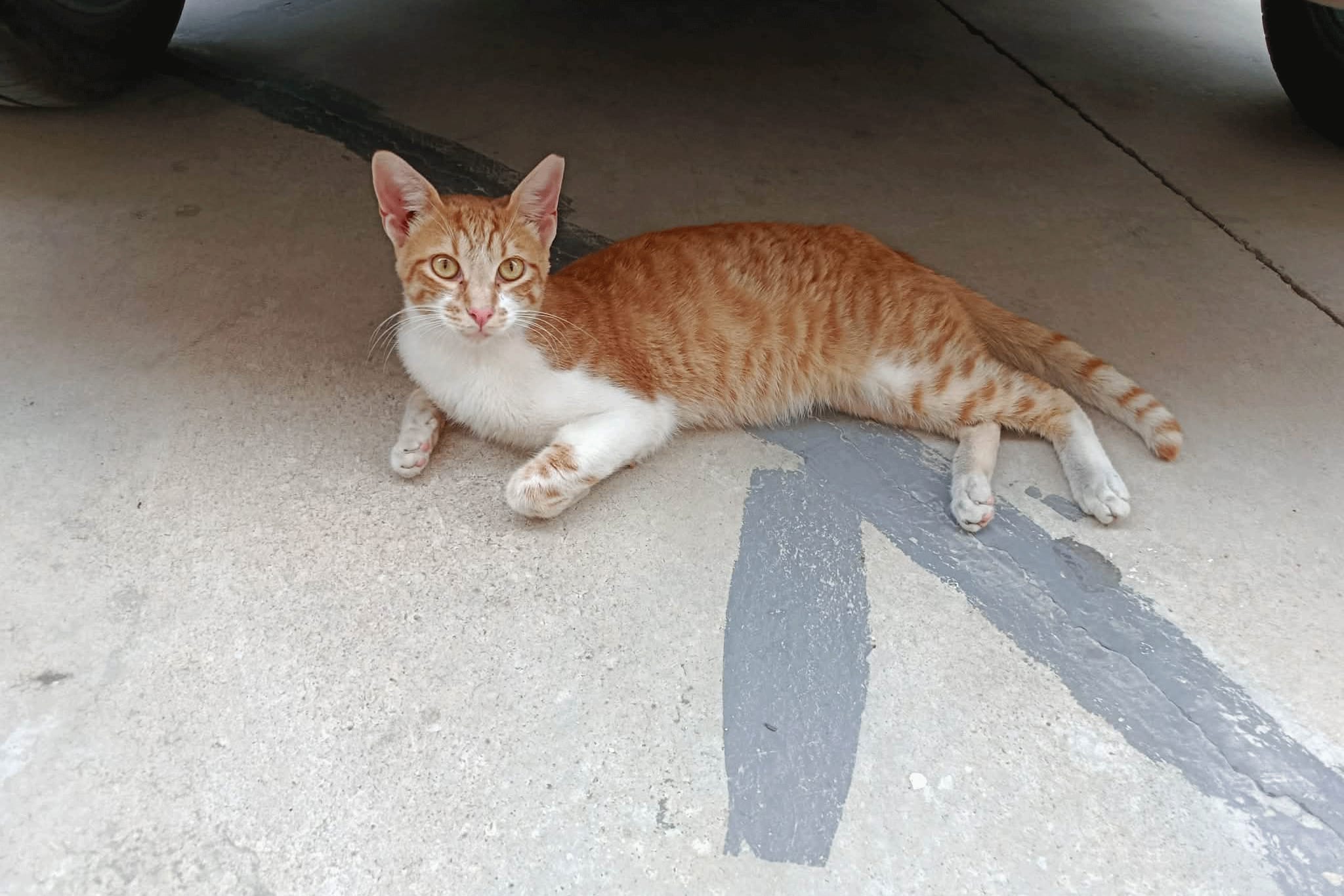 L'urgence de Mandarino : Un chaton blessé a besoin d'aide immédiate