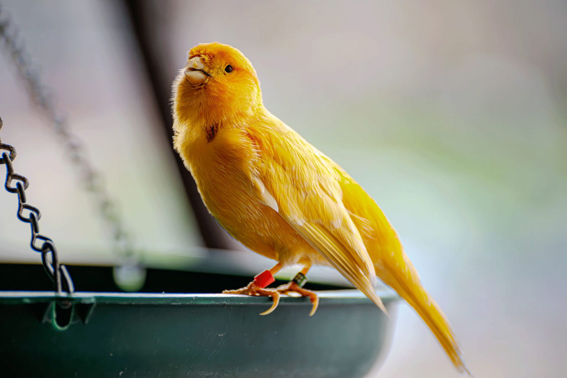 Le compagnon mélodieux : Guide complet pour l'élevage et l'entretien des canaris