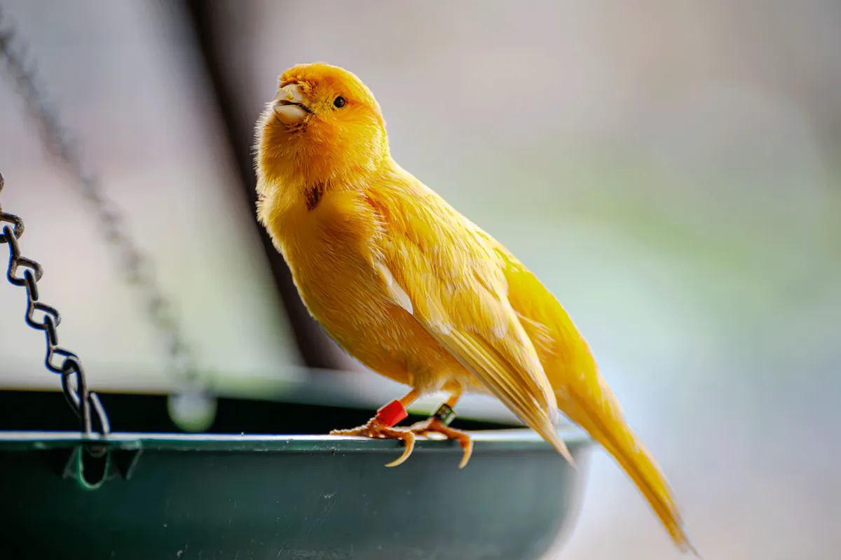 Le compagnon mélodieux : Guide complet pour l'élevage et l'entretien des canaris