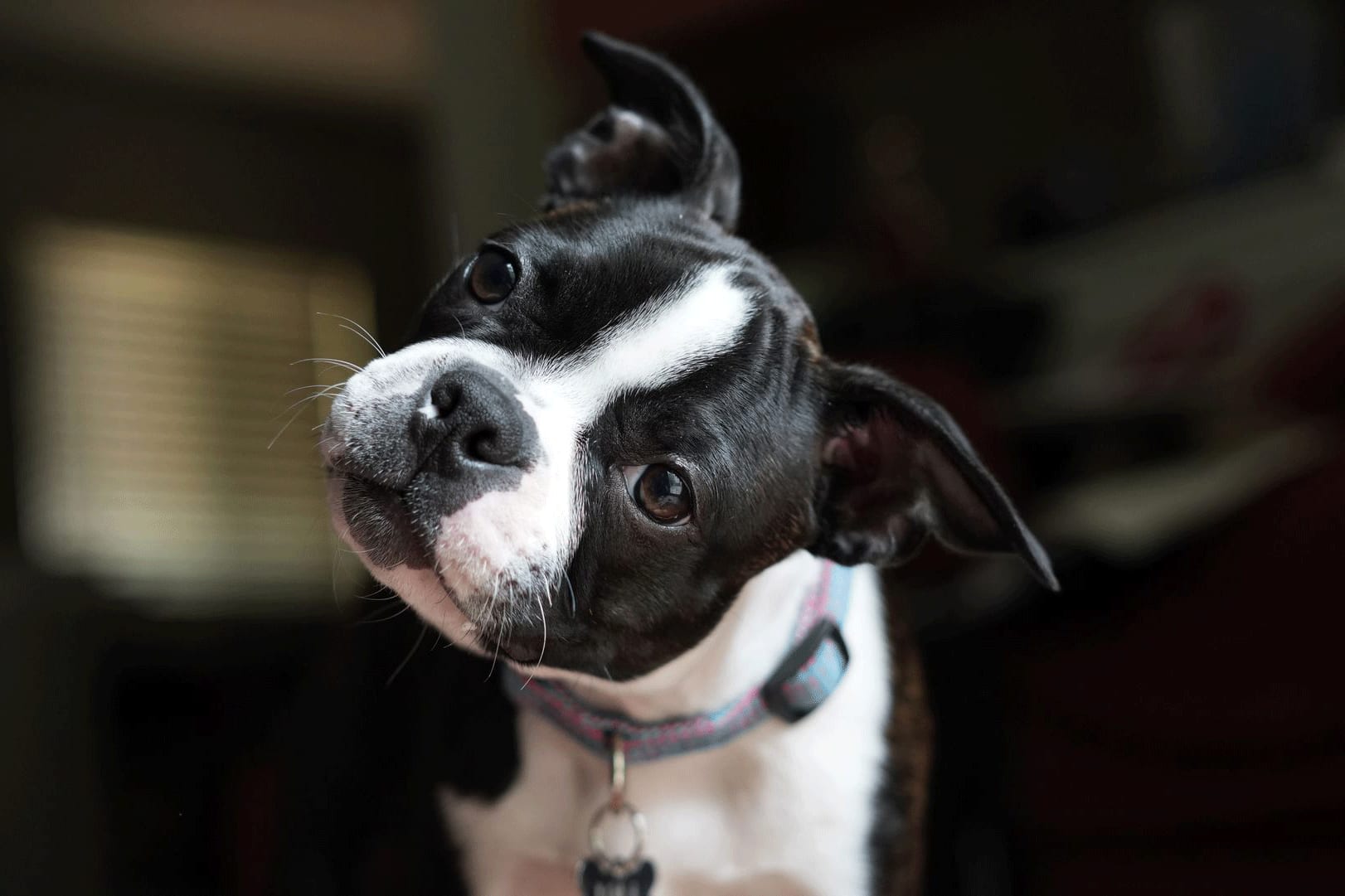 Le langage silencieux de nos compagnons canins : 7 comportements clés et leurs significations cachées