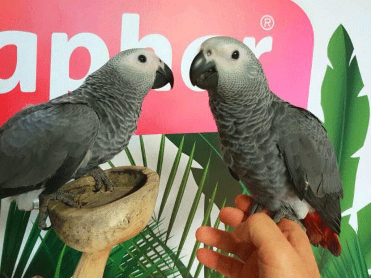 Le Perroquet Gris du Gabon : Un Guide Complet pour sa Soin, son Alimentation et son Éducation