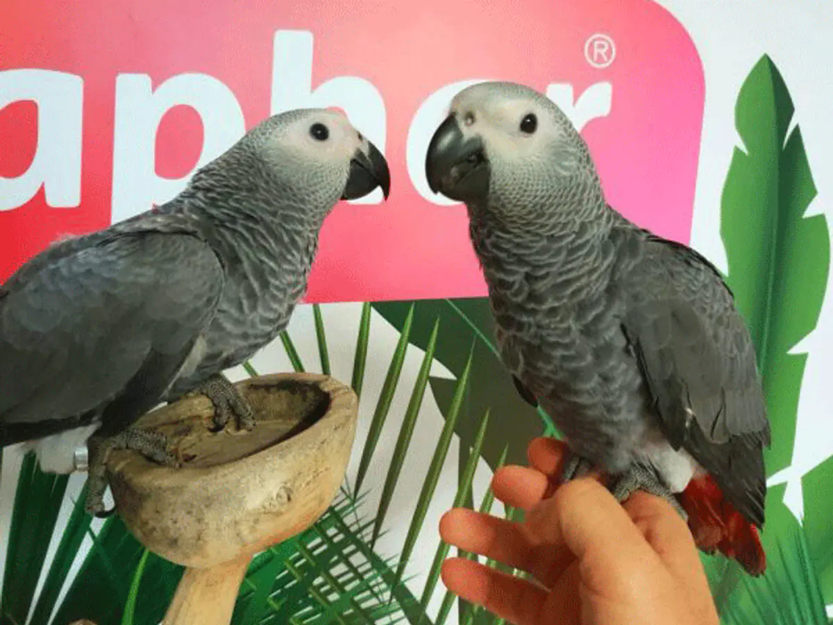 Le Perroquet Gris du Gabon : Un Guide Complet pour sa Soin, son Alimentation et son Éducation