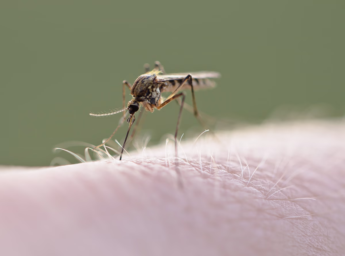 Le virus du Nil occidental : une recrudescence des cas et les signes à surveiller
