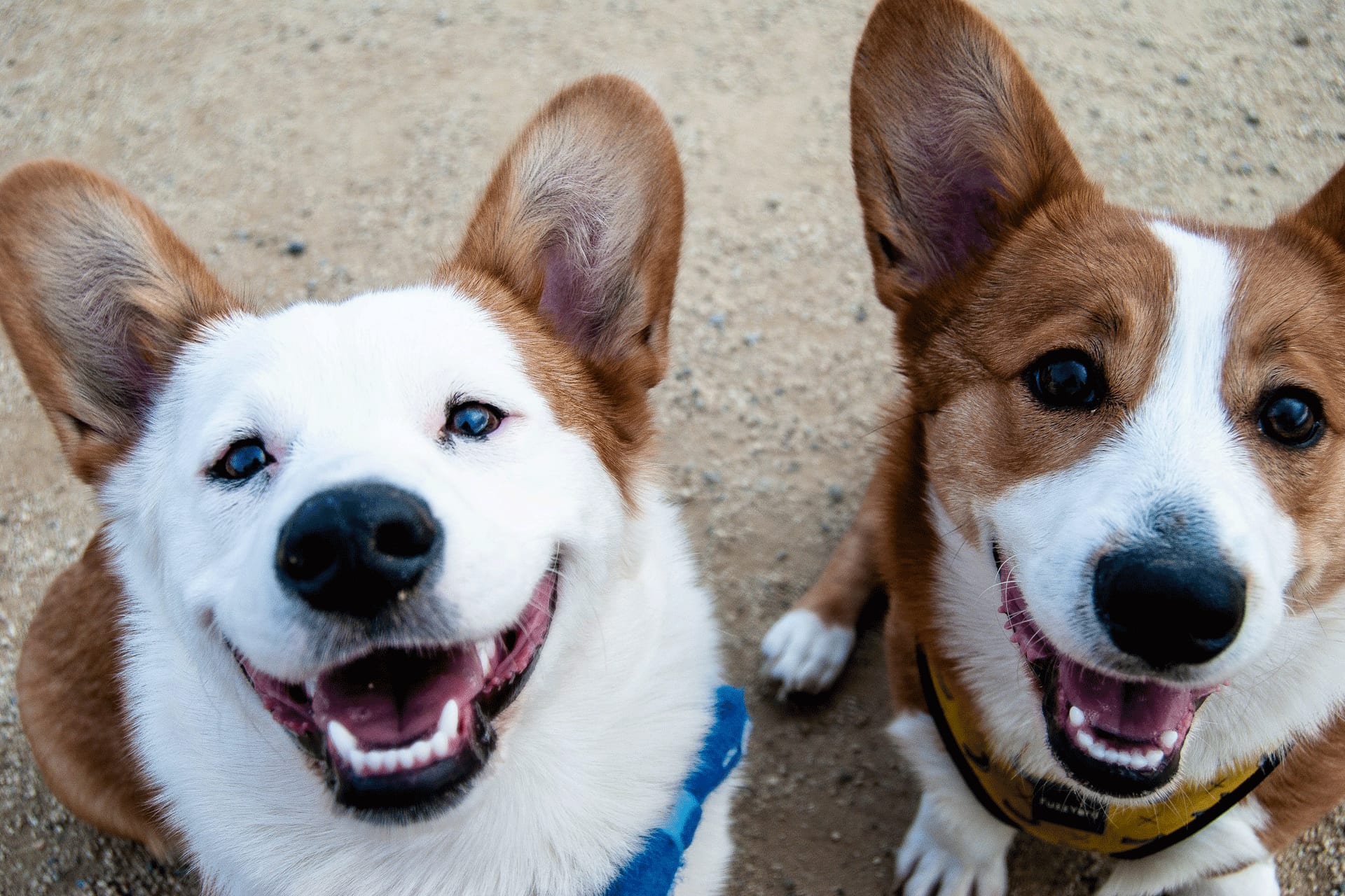 Les cinq vérités essentielles sur l'alimentation canine