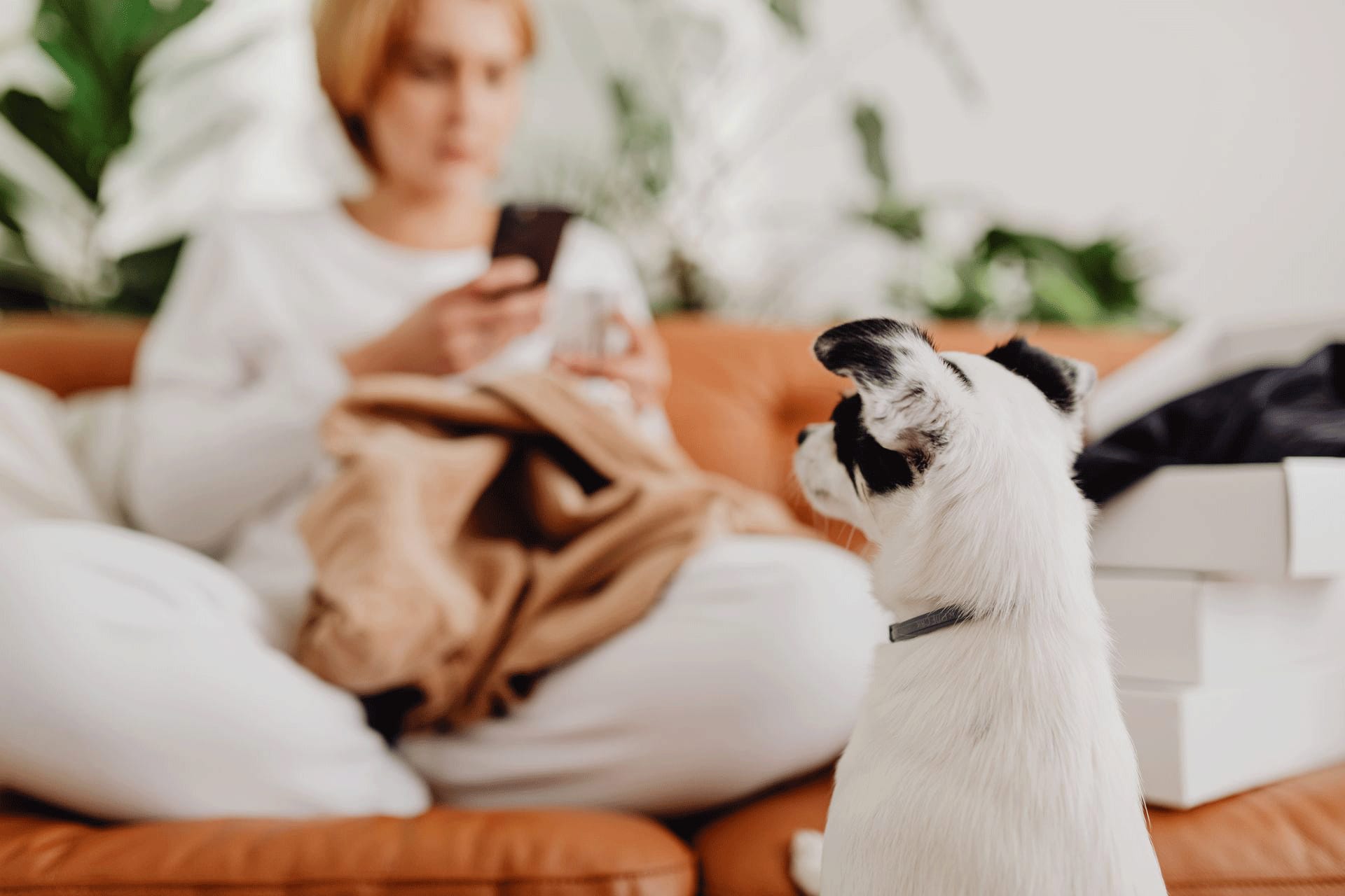 Pourquoi votre chien réagit-il lorsque vous êtes au téléphone ?