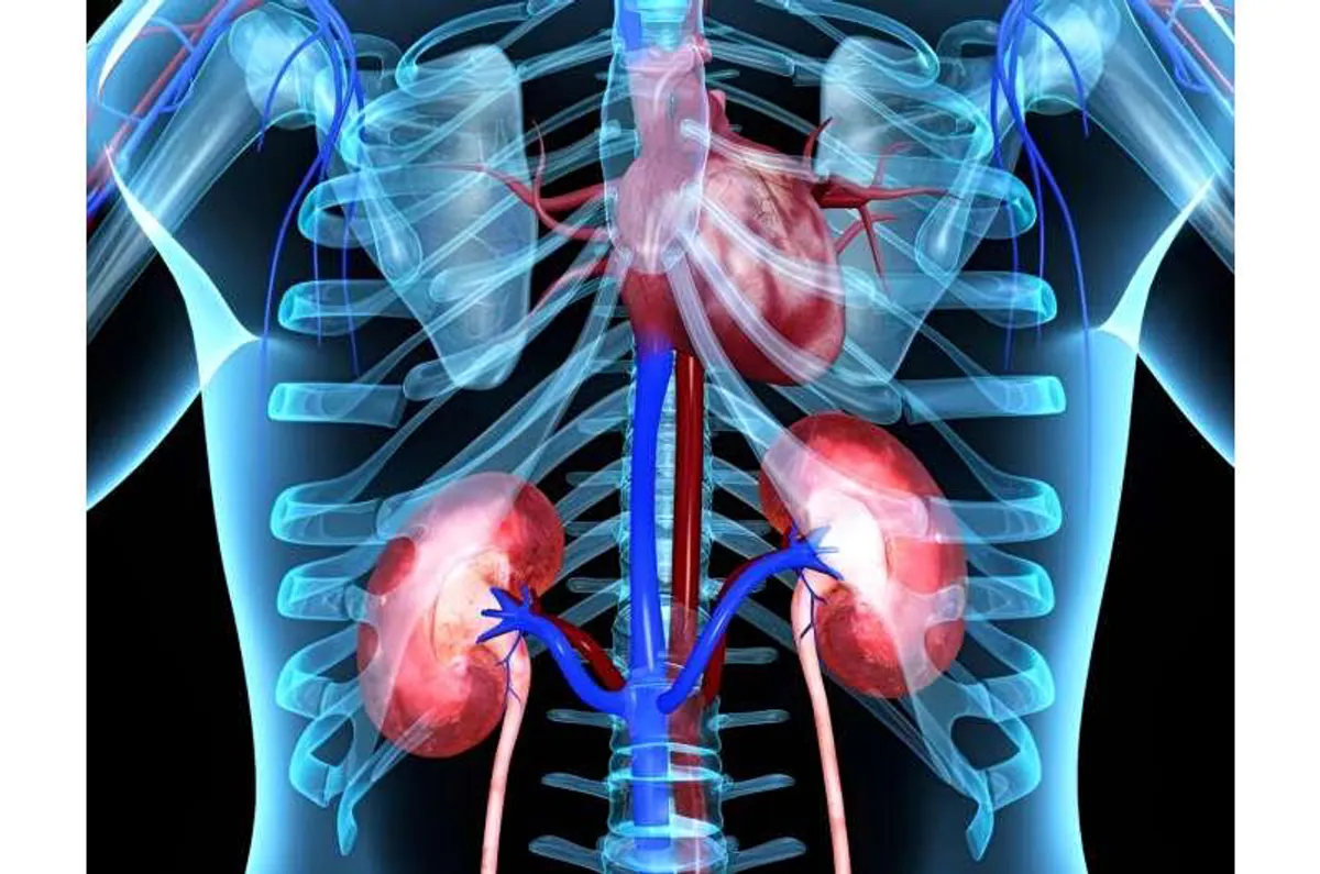 Santé rénale et cardiovasculaire : les reins, indicateurs clés