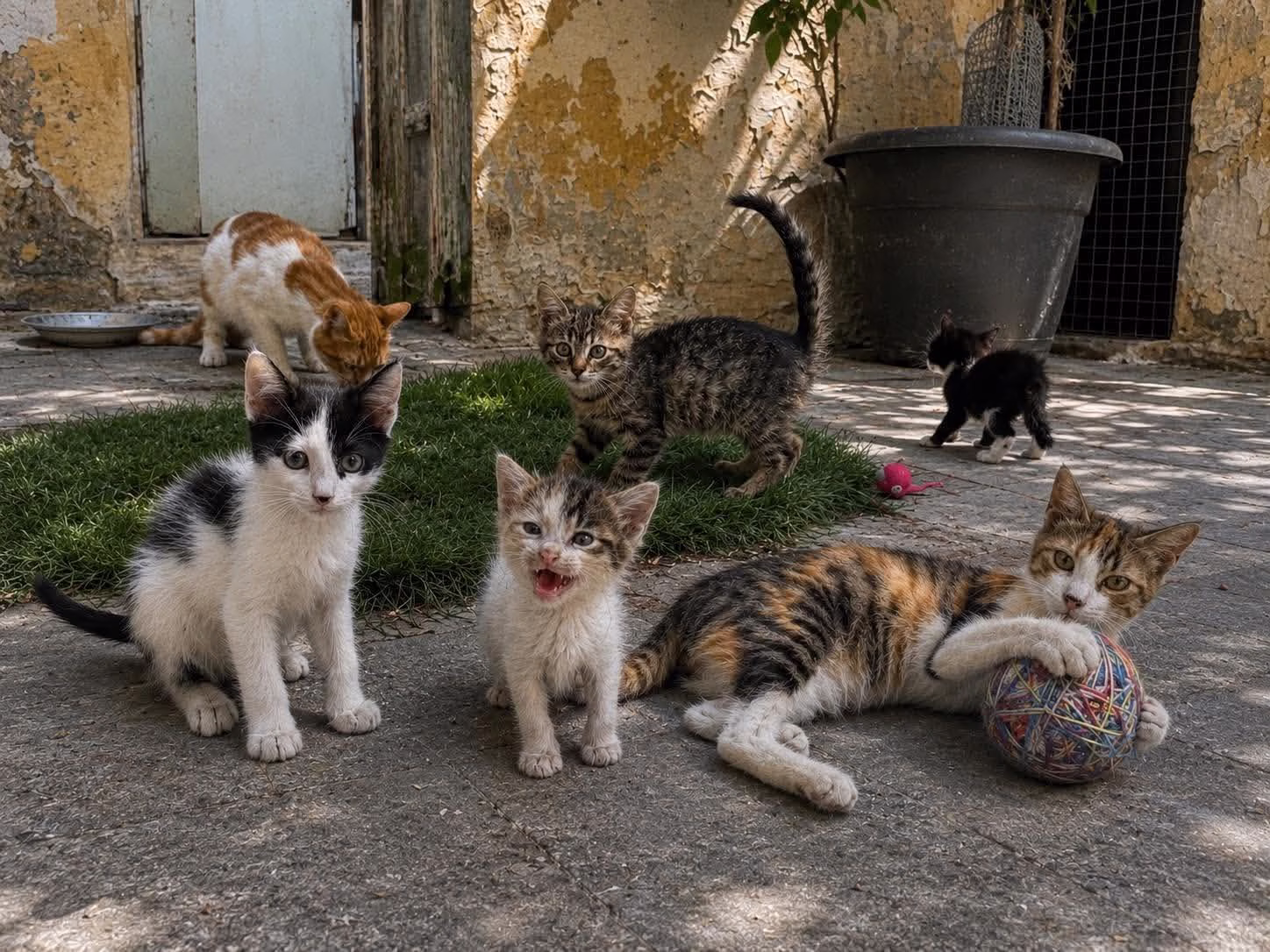 Sept chatons orphelins : un appel à l'adoption après leur sauvetage à Votanikos