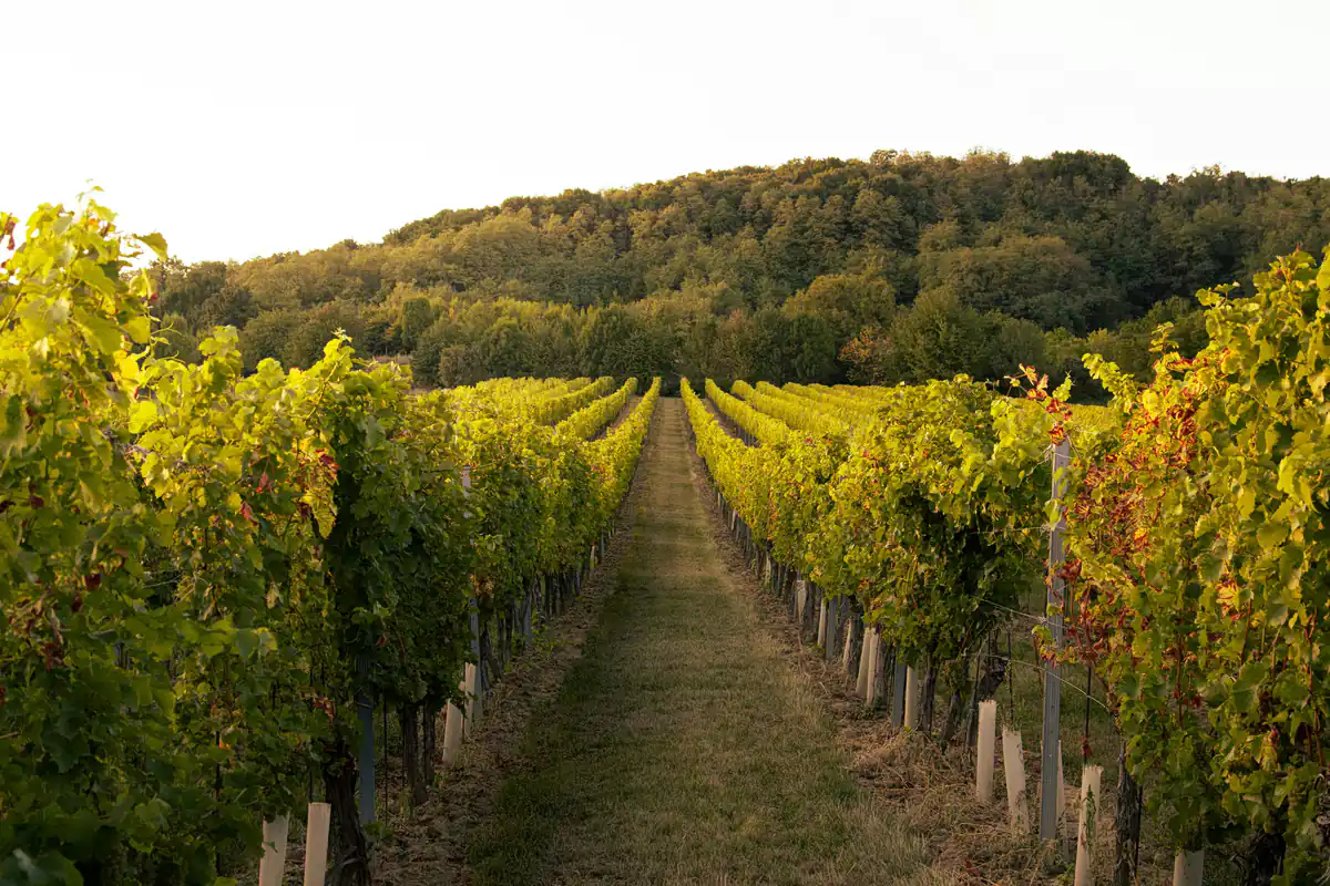 Vignobles en altitude face au réchauffement climatique