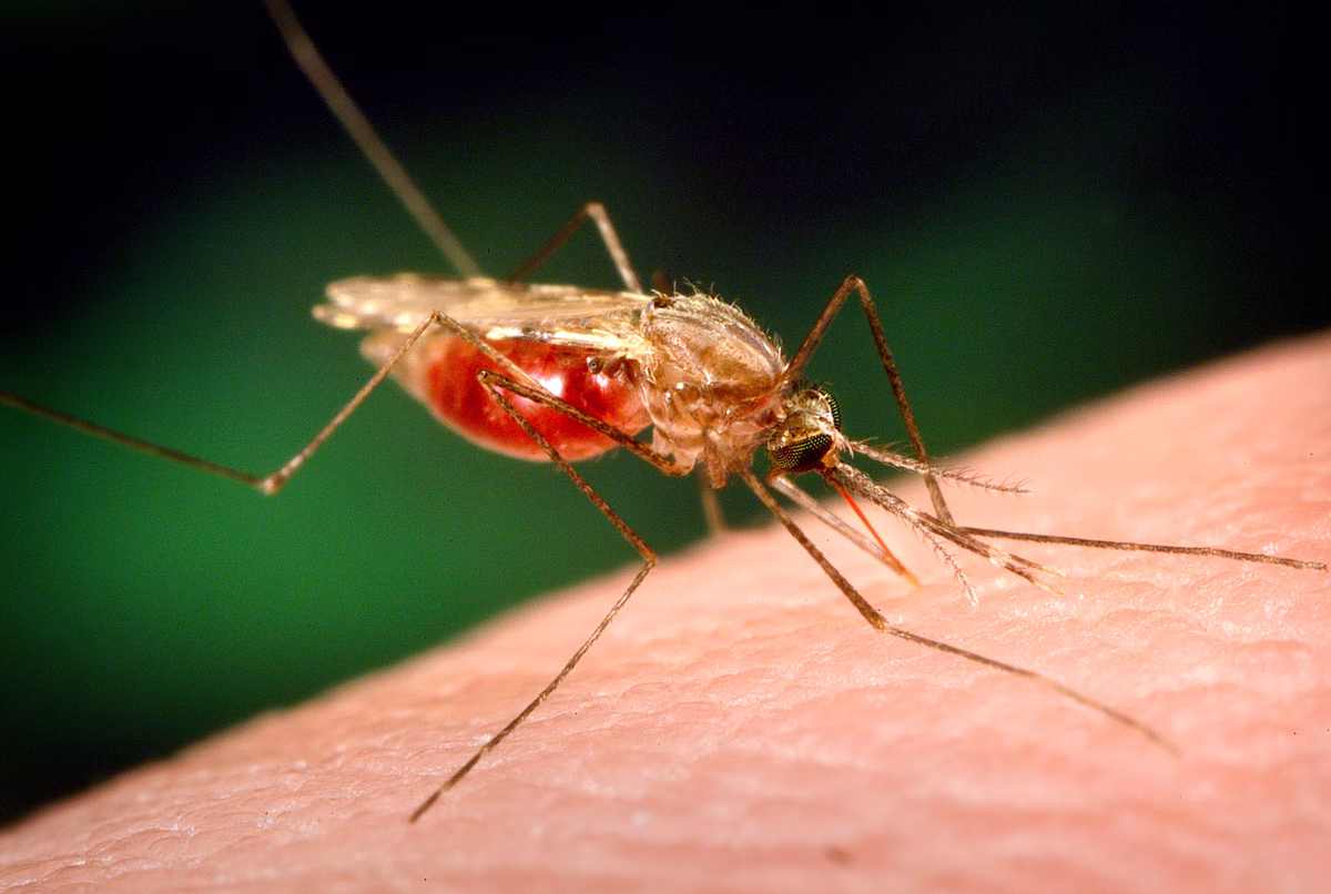 Le virus du Nil occidental : 23 nouveaux cas et six décès en une semaine, bilan épidémiologique en Grèce