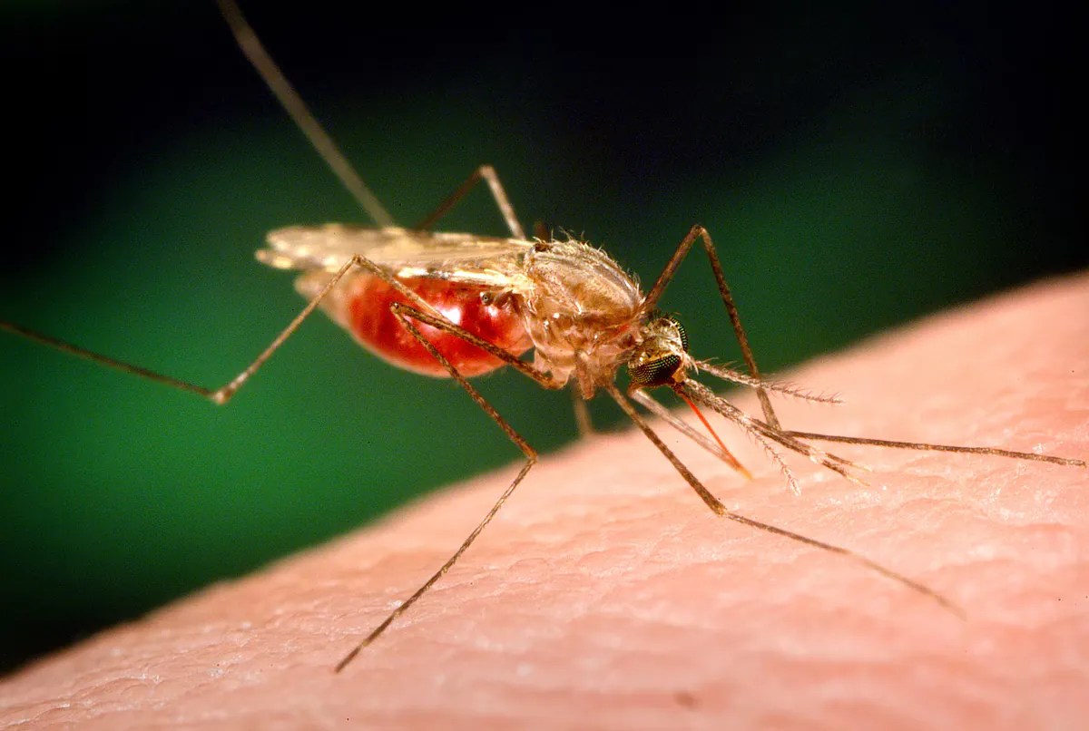 Le virus du Nil occidental : 23 nouveaux cas et six décès en une semaine, bilan épidémiologique en Grèce