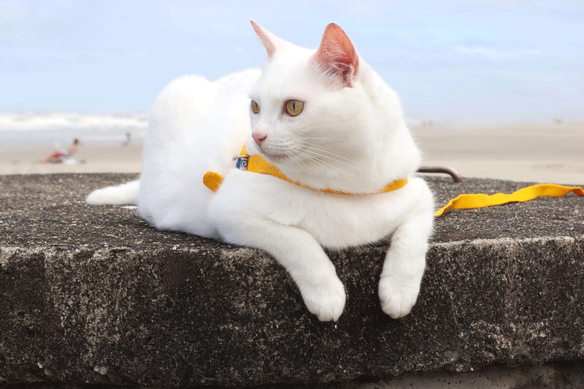 Voyager avec son chat : Quand est-ce une bonne idée et quand cela peut-il provoquer du stress ?