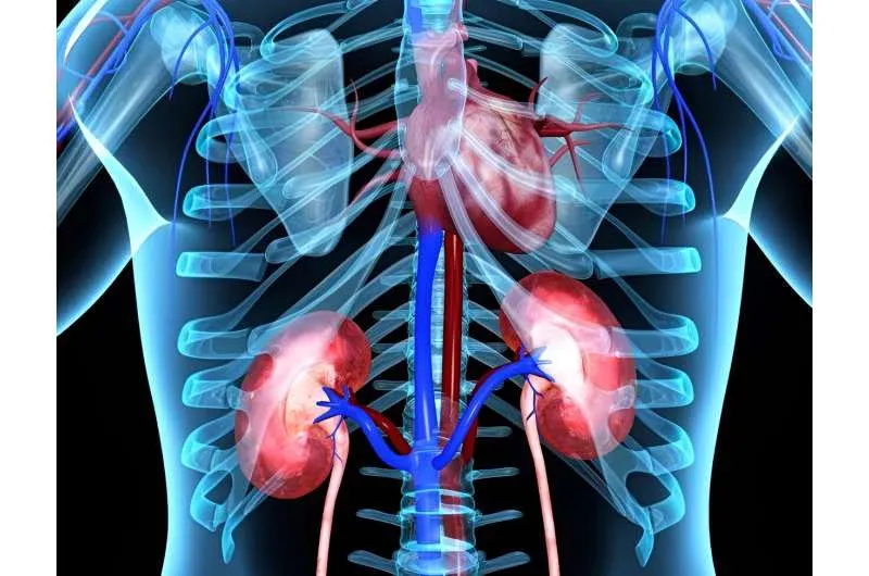 Santé rénale et cardiovasculaire : les reins, indicateurs clés