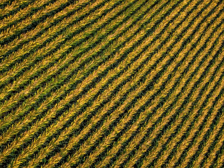 L'enregistrement des propriétés commence par les terrains agricoles