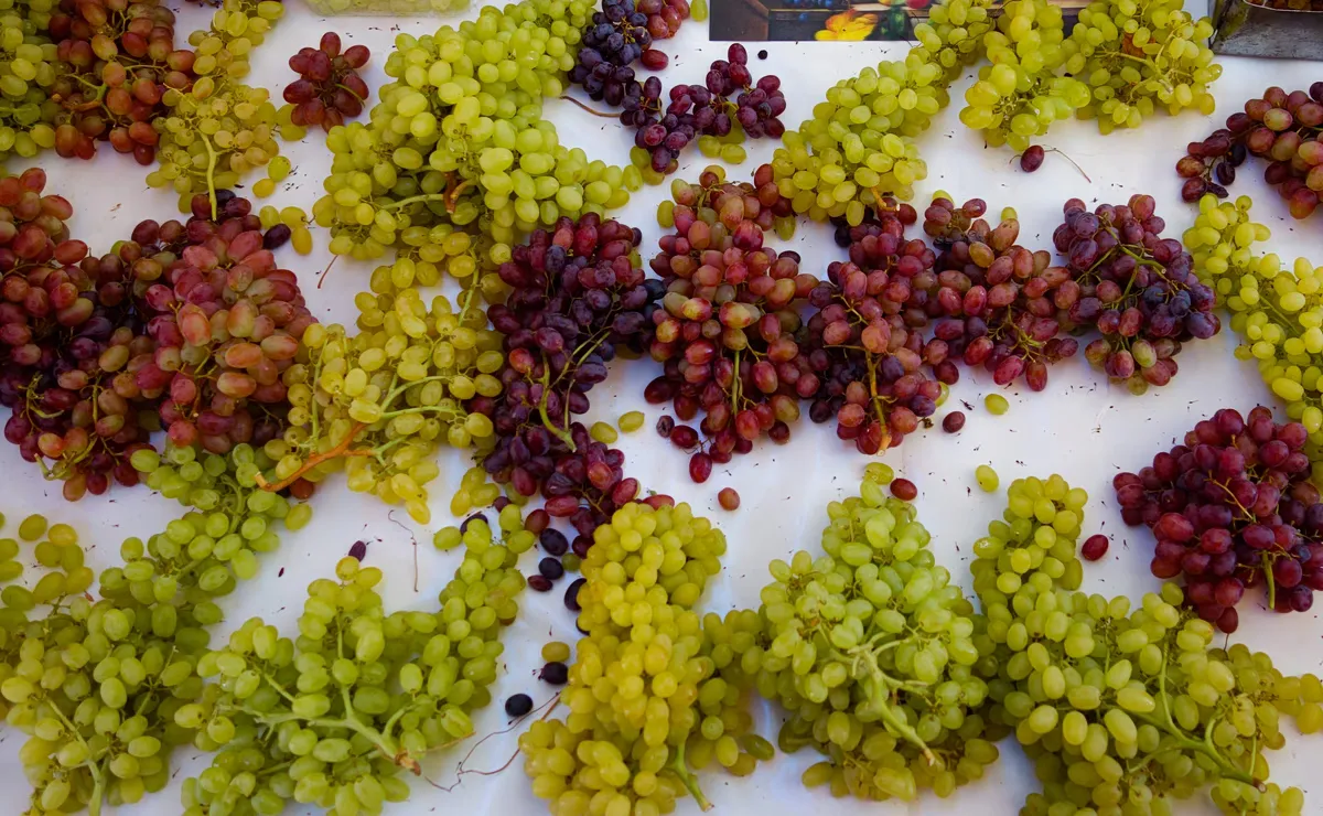 L'impact de la chaleur sur les vendanges en Italie et la récolte