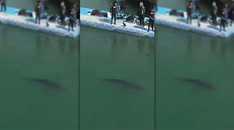 Sauvetage requin Bukangi : succès de l'opération à Busan