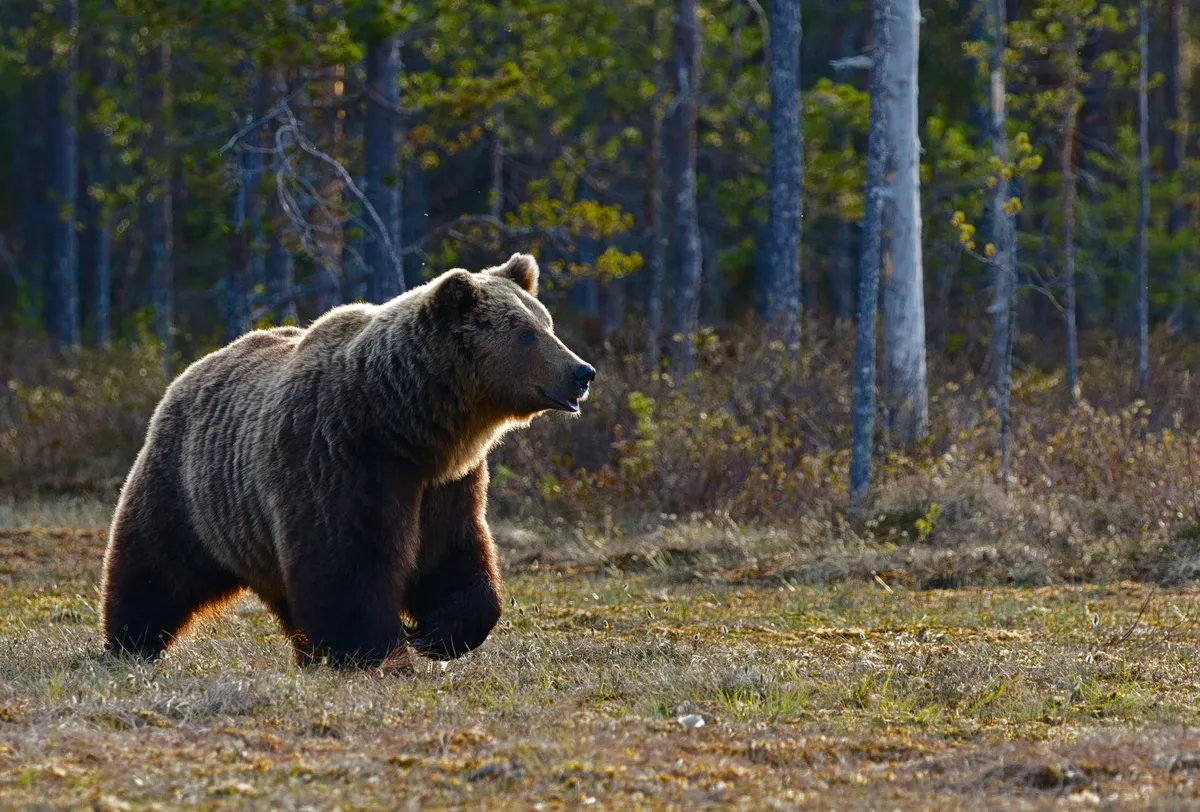 Attaques d'ours en Russie : pourquoi la violence grimpe ?