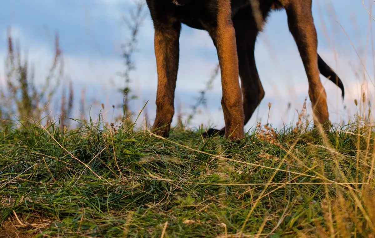 Un enfant de 9 ans hospitalisé après une morsure de chien à Thessalonique