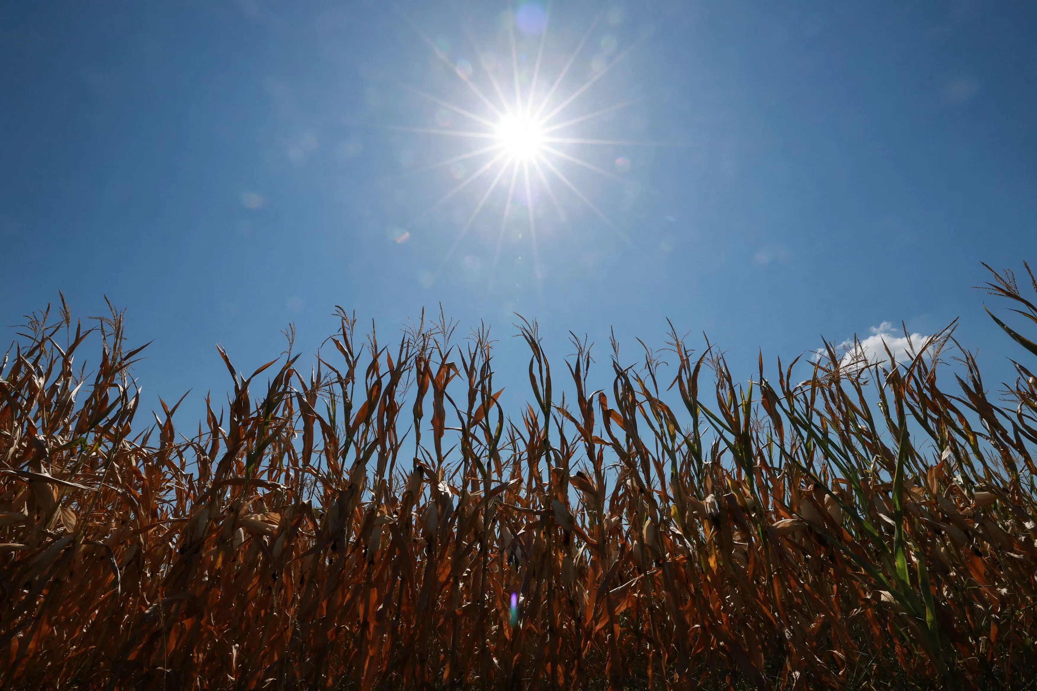 Impact Économique du Changement Climatique : Les Vagues de Chaleur Coûtent Cher à l'Europe