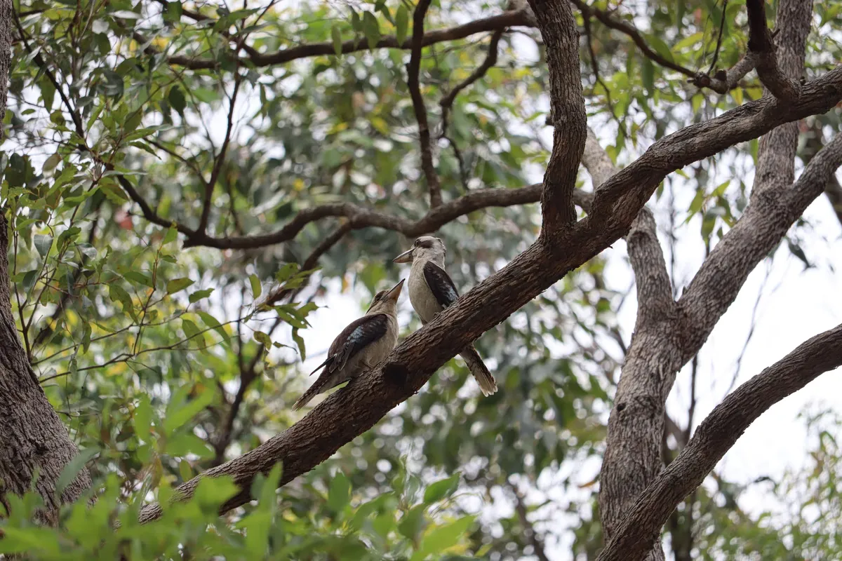 L'Australie Déploie une Campagne de Vaccination Contre la Grippe Aviaire H5