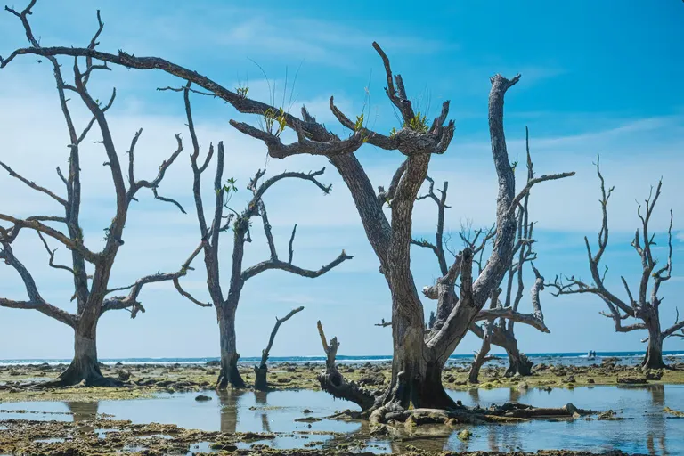Crise climatique 1,5°C : l'urgence d'agir face à l'inéluctable