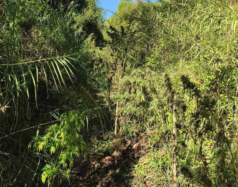 Culture de cannabis en Grèce : une plantation démantelée