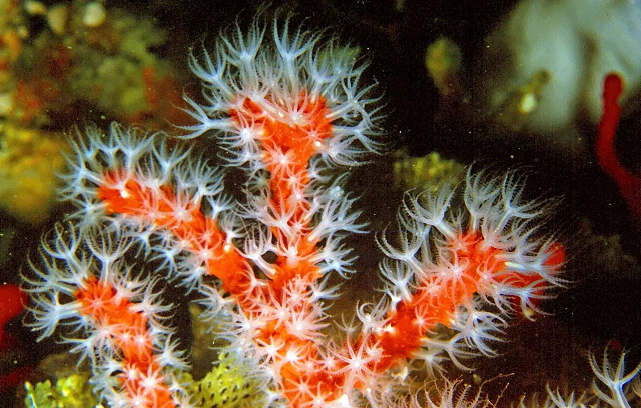 Un algorithme de l'AADE détecte des trafiquants de corail rouge protégé à Skopelos