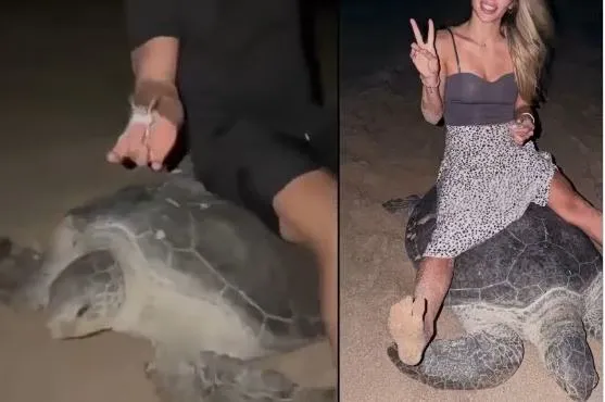 Vadym Oliynyk : une tortue en Oman au cœur du scandale