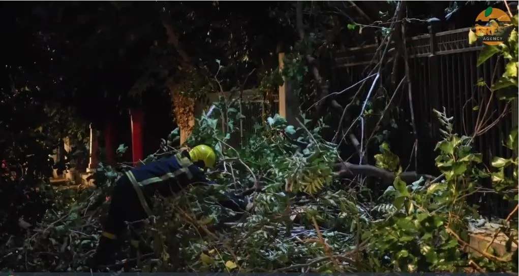 Chute arbre Athènes : un spécimen de grande taille tombe près du Parlement